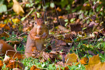 red squirrel sitting on the ground and holding a walnut in its mouth