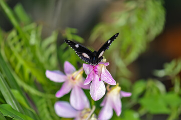 Beautiful butterfly met in Thailand