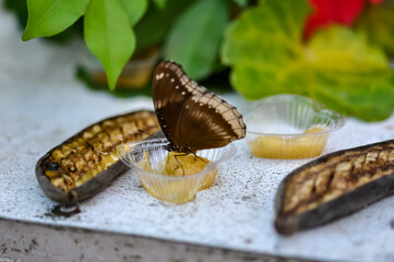 Beautiful butterfly met in Thailand