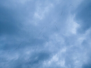 Hundred Of Geese Take Up The Skies As They Migrate Together