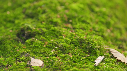 Obraz premium Beautiful green moss. Tree trunk with green moss in natural light during autumn season. Rack focus.