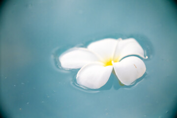 A Plumeria flower floats on the water in a pond. White tropical frangipani flower. Tropical landscape of beautiful plants and flowers. The concept of calm and tranquility.