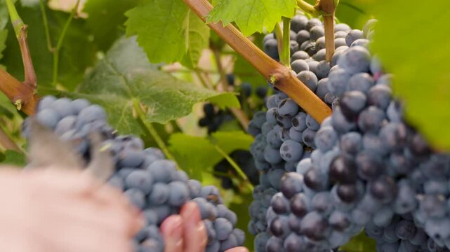 Harvesting purple grapes cut off