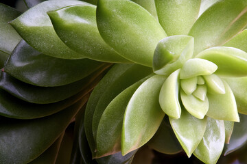 Succulent Sedum adolphi or echeveria adolphii coppertone stonecrop or golden Sedum, species of...