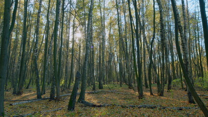 Obraz premium Landscape of autumn forest, flare from sunlight. Bright foliage in sunny autumn park. Timelapse.