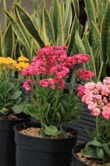 Fresh Indoor Garden: Beauty in Nature Blooming with Lush Foliage