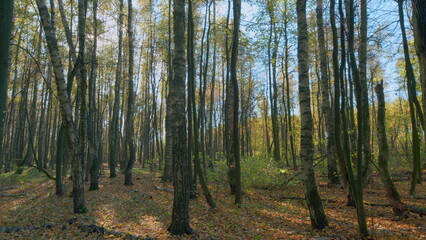 Fototapeta premium Landscape of autumn forest, flare from sunlight. Bright foliage in sunny autumn park. Timelapse.