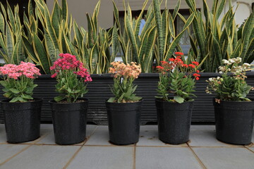 Fresh Indoor Garden: Beauty in Nature Blooming with Lush Foliage