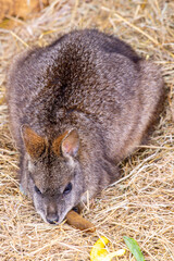 A Very Cute And Timid Animal In A Zoo Enclosure, This Being A Wallaby
