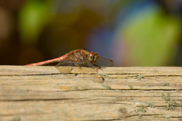 dragonfly sitting on the wooden log close-up