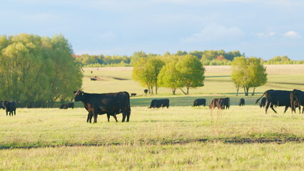 Animals concept. Cow walking along a green grassy meadow field. Angus cattle. Static view.