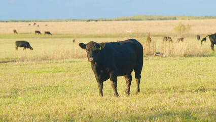 Animals concept. Cow walking along a green grassy meadow field. Angus cattle. Static view.