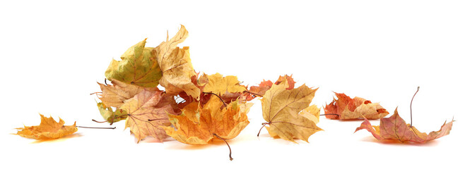 Autumn leaves background with copy space. Colorful leaves on ground with empty place isolated on white background, autumn concept.