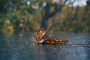 Close up of a fallen leaf on the ground