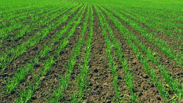 Springtime Day. Grow Food. Agricultural Field Of Wheat In Summer. Green Sprouts Of Wheat On Field Shakes Wind. Boundless Distance. Agricultural Field. Agriculture Farm.