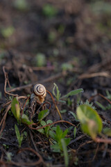 snail on a leaf
