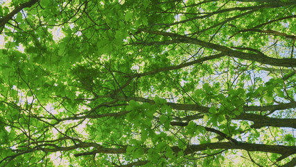 Obraz premium Good Weather. Amazing Trees In A Forest. Wide Angle Bottom View Of Trunks And Branches With Fresh Green Foliage.