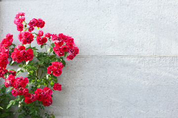 branch of red rose on concrete background