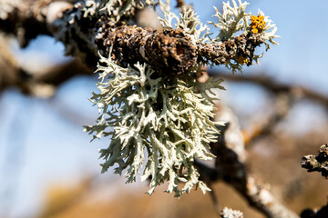 Iceland moss lichen on tree branch closeup