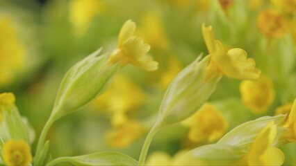 Obraz premium Spring Primrose Herb Flowers Primula Veris Blooming In Green Meadow. Cowslip Spring Bloom. Herbaceous Herba. Windy Day On A Late Spring Meadow.