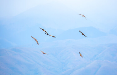 A flock of eagles flying over the mountains. Golden eagles in free flight. Wild birds of prey have gathered in a flock and are flying above the ground.