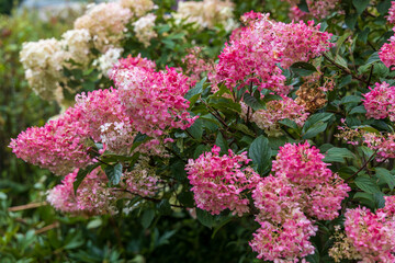 Hydrangea paniculata Vanille Fraise on a stem