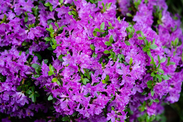 Blühender Rhododendron im heimischen Garten