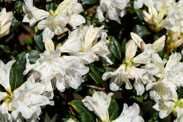 Blühender Rhododendron im heimischen Garten