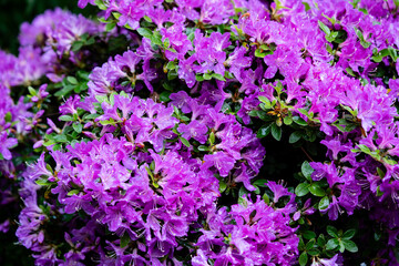 Bl&uuml;hender Rhododendron im heimischen Garten