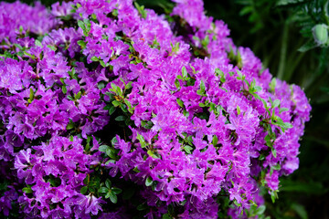Blühender Rhododendron im heimischen Garten