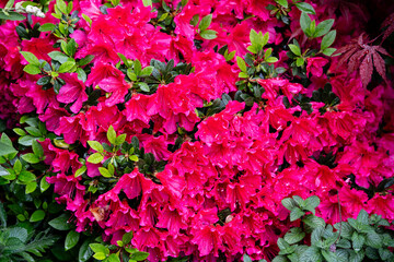 Blühender Rhododendron im heimischen Garten