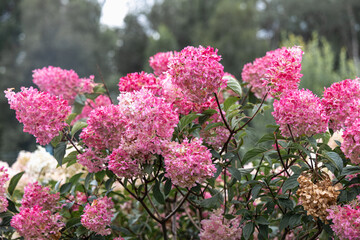 Hydrangea paniculata Vanille Fraise on a stem
