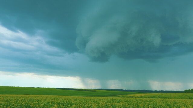 Yellow Flower Blossom Rapeseed Canola Agriculture Field. Flowering Rapeseed. Precision Farming And Stunning Rural Landscapes. Rapeseed Field In Bloom.