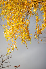 A tree with yellow leaves is in the foreground