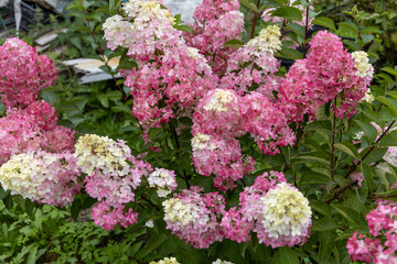 Obraz premium Hydrangea paniculata sort Fraise Melba hydrangea with pink flowers blooms in the garden in summer