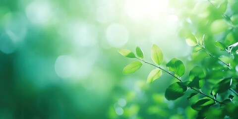 green leaves blurred light background, green Spring bokeh nature abstract background , green leaves with sunlight , banner	
