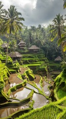 Fototapeta premium Lush terraced rice fields surrounded by palm trees and traditional huts under a cloudy sky.