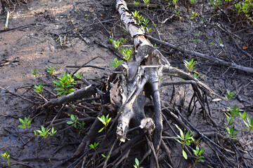 Fototapeta premium mangrove forest
