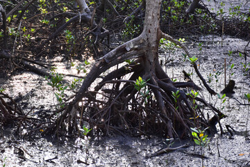 mangrove forest