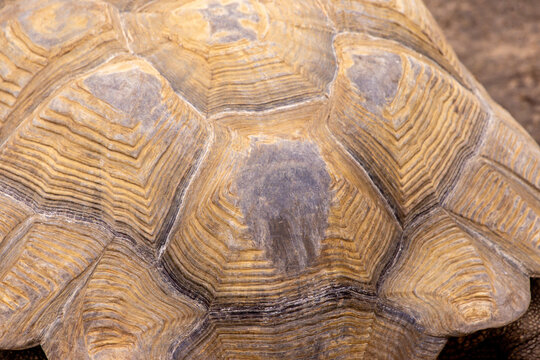 A Giant Old Turtle Within A Zoo Enclosure Walking Around