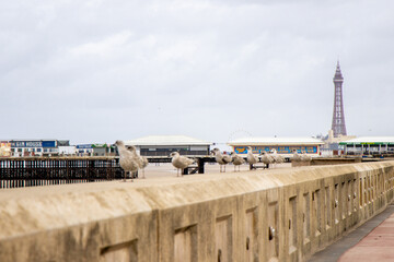 The Seagull Is A Large Bird Often Seen At The Seaside Trying To Steal Food Etc From People
