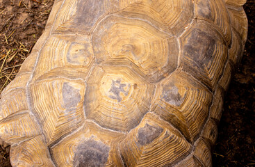 A Giant Old Turtle Within A Zoo Enclosure Walking Around