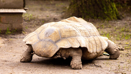 Fototapeta premium A Giant Old Turtle Within A Zoo Enclosure Walking Around