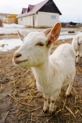 Obraz premium Graceful White Goats Freely Roaming on terrain on farm. Selective focus. Vertical photo