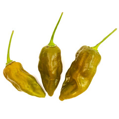 Big Olive Mamma Super Hot Fresh ripe red brown chilli, chili pods on a white isolated background. Hot raw chilli fruit.
