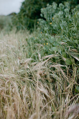 Beautiful field with dry grass and green bushes in delicate beige and golden hues, green, autumn spring landscape, wallpaper, background