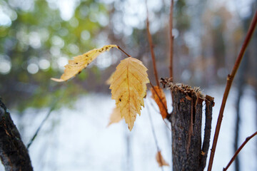 Golden autumn leaves clinging to branches tranquil forest during the fading daylight.