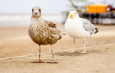 The Seagull Is A Large Bird Often Seen At The Seaside Trying To Steal Food Etc From People