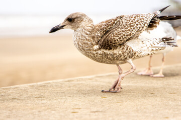The Seagull Is A Large Bird Often Seen At The Seaside Trying To Steal Food Etc From People