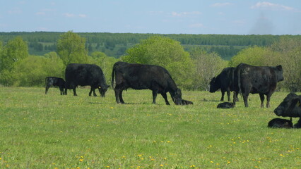 Obraz premium Young Black Angus Cow On Pastures. Black Angus Cows As Herd. Sunset On Countryside. Beef Cows And Calves Grazing On Grass On A Beef Cattle Farm.